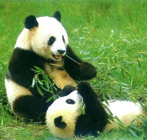 娱乐吃瓜大熊猫微博